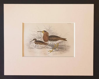Ruff - Original c1840 hand coloured bird print in mount