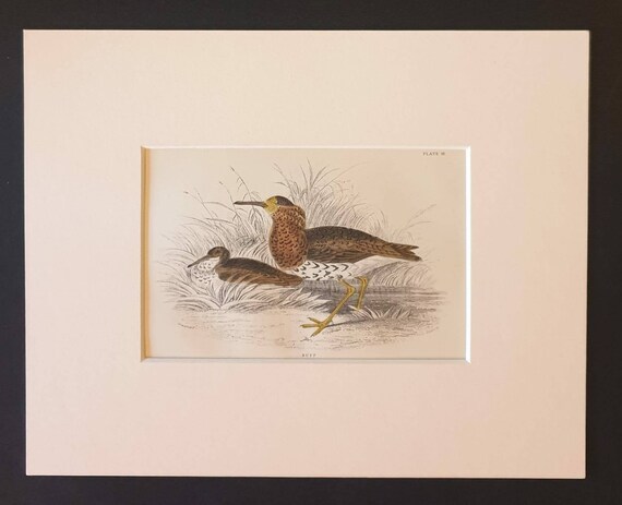 Original c1840 hand coloured bird print in mount - Ruff