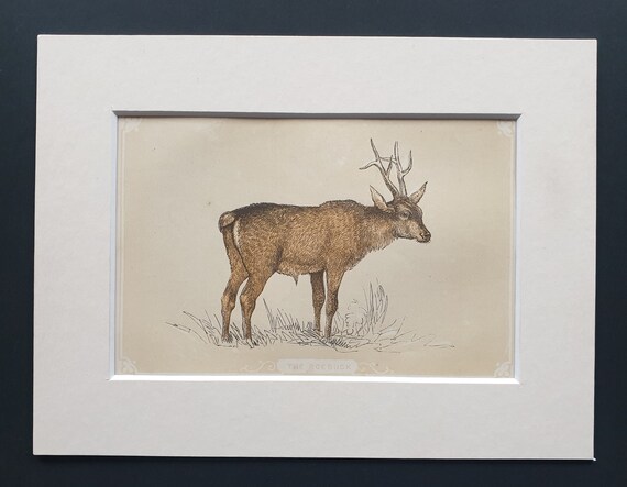 The Roebuck - Original 1851 John Tallis woodblock print