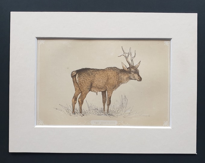 The Roebuck - Original 1851 John Tallis woodblock print