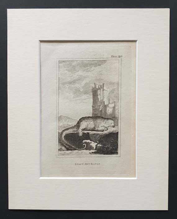 Least Ant Eater - Original 1812 Buffon print in mount