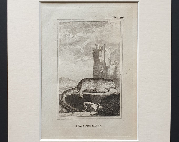 Least Ant Eater - Original 1812 Buffon print in mount