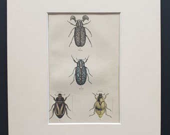 Rutela Pulchella etc - Original c1860 hand coloured beetle print in mount
