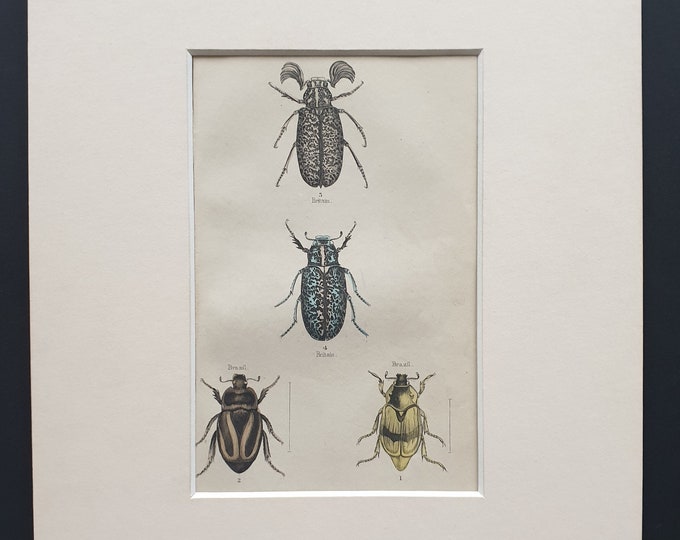 Rutela Pulchella etc - Original c1860 hand coloured beetle print in mount