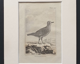 The Golden Plover -  Original 1812 Buffon print in mount (197)