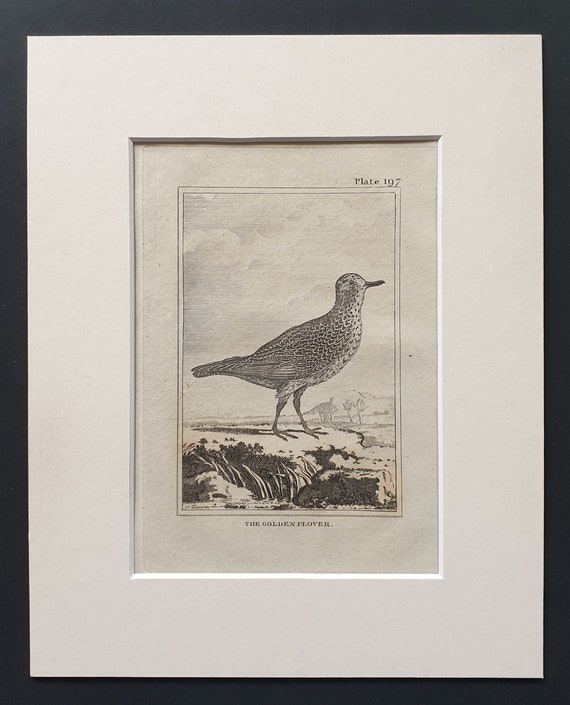 The Golden Plover -  Original 1812 Buffon print in mount (197)