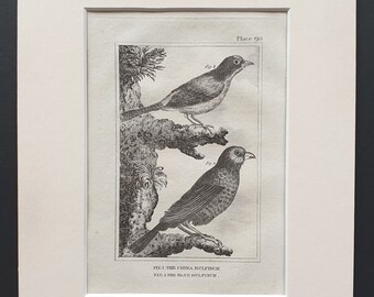 The China Bulfinch and The Blue Bulfinch - Original 1812 Buffon print in mount (96)