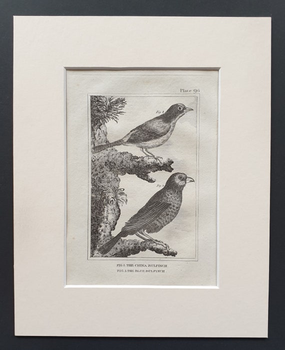 The China Bulfinch and The Blue Bulfinch - Original 1812 Buffon print in mount (96)