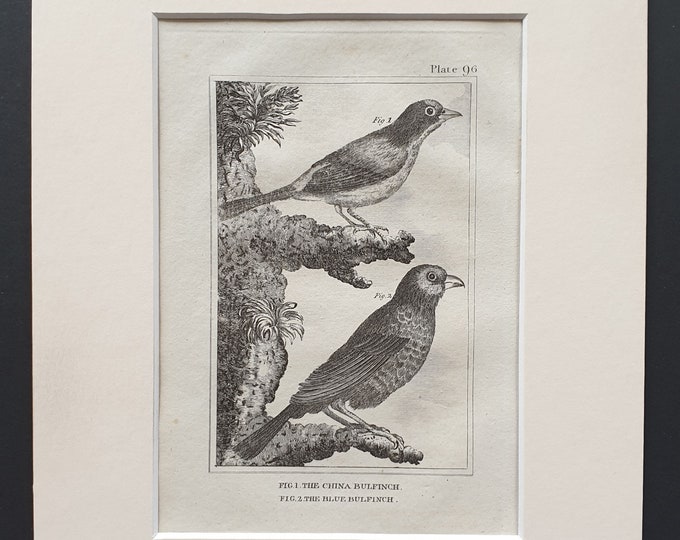 The China Bulfinch and The Blue Bulfinch - Original 1812 Buffon print in mount (96)