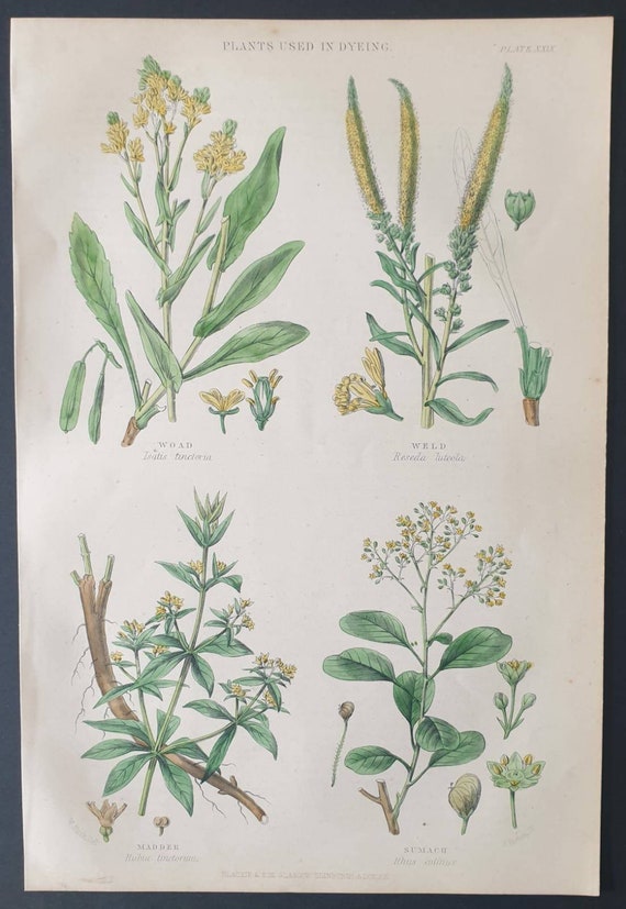 Original 1877 The Vegetable  Kingdom print - Plants used in Dyeing