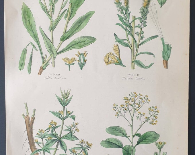 Original 1877 The Vegetable  Kingdom print - Plants used in Dyeing