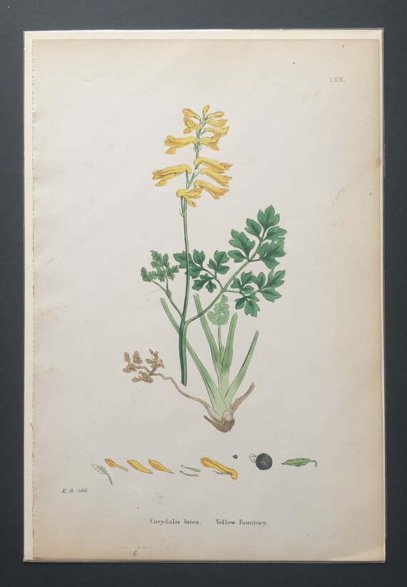 Yellow Fumitory - Original 1863 Sowerby botanical print