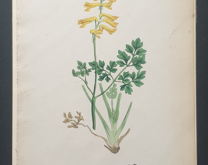 Yellow Fumitory - Original 1863 Sowerby botanical print