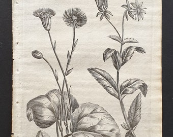 Common Coltsfoot and Drooping Hemp Agrimony - Original 1802 Culpeper engraving (4)