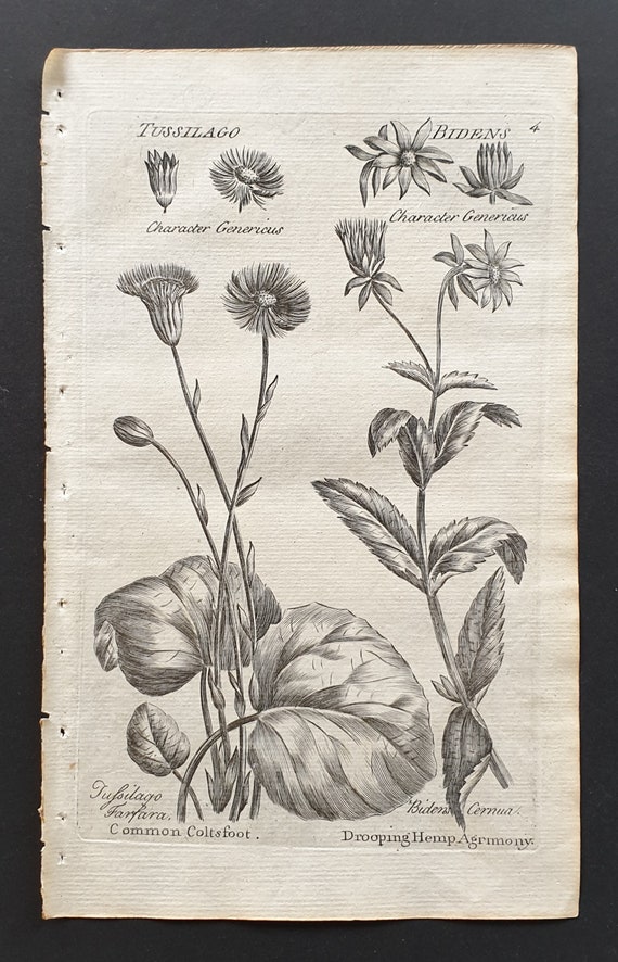 Common Coltsfoot and Drooping Hemp Agrimony - Original 1802 Culpeper engraving (4)
