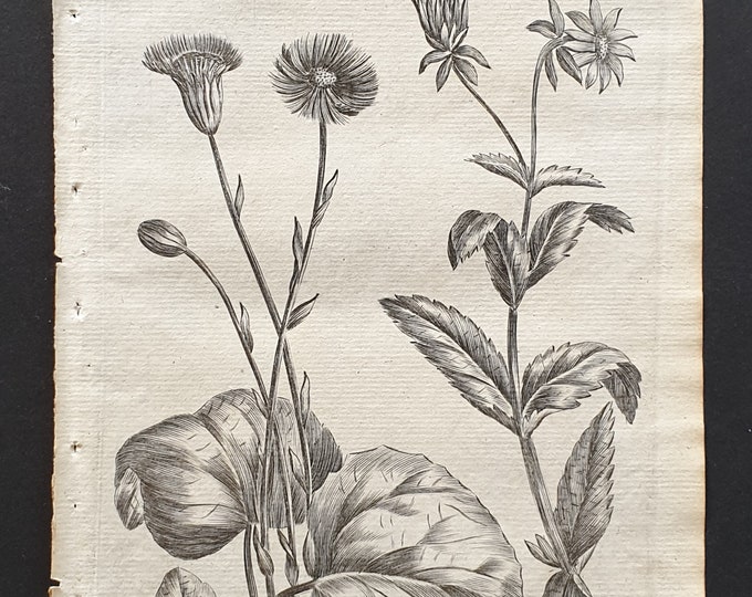 Common Coltsfoot and Drooping Hemp Agrimony - Original 1802 Culpeper engraving (4)