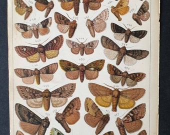 Original 1915 Butterfly and Moth print - Plate 21