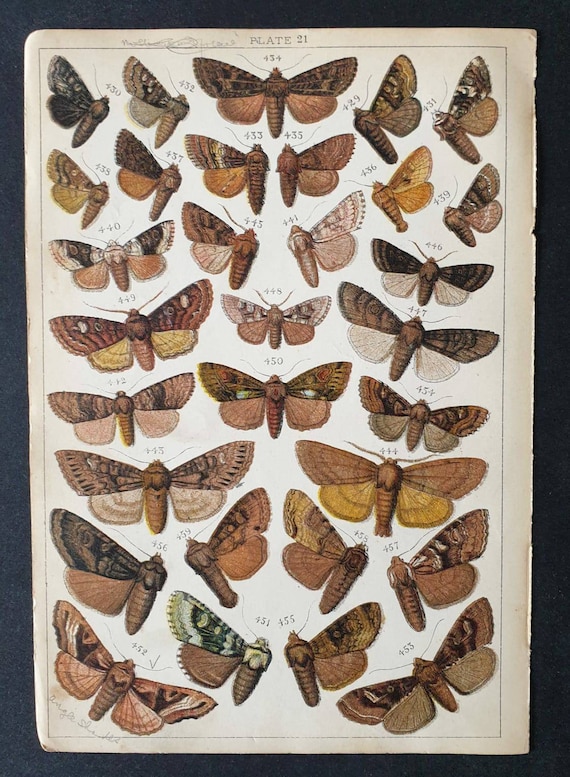Original 1915 Butterfly and Moth print - Plate 21