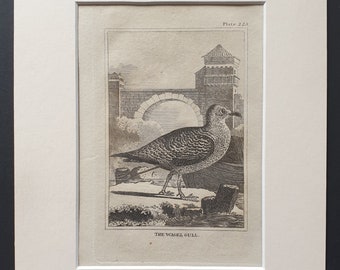 The Wagel Gull -  Original 1812 Buffon print in mount (225)