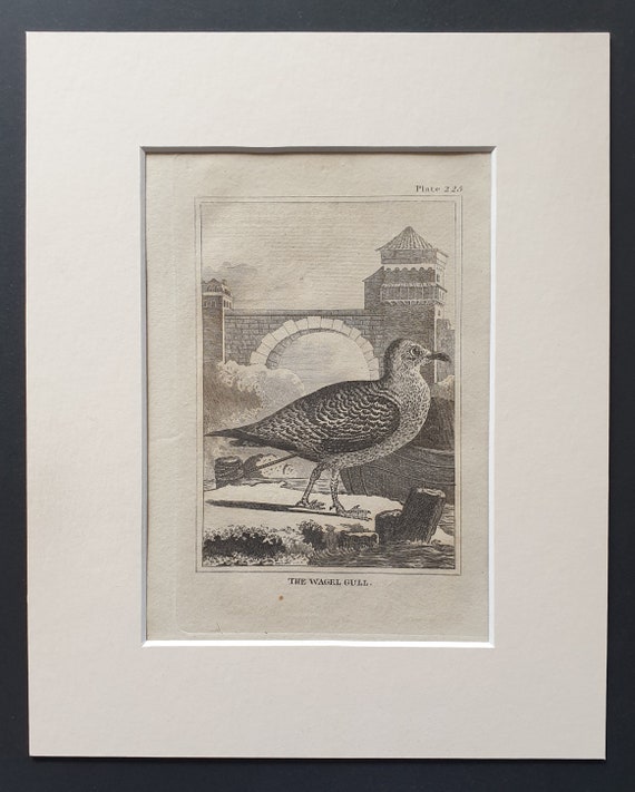 The Wagel Gull -  Original 1812 Buffon print in mount (225)