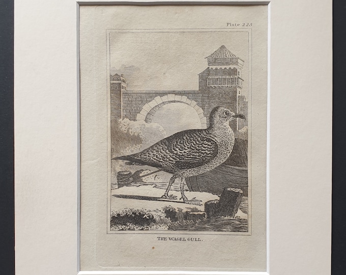 The Wagel Gull -  Original 1812 Buffon print in mount (225)