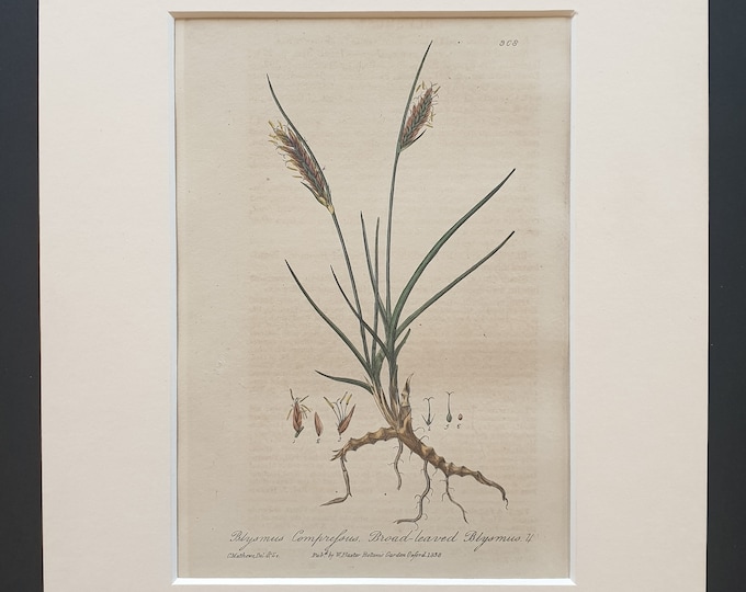 Compressed Blysmus - Original 1839 hand coloured flower print in mount