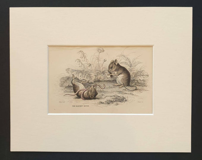 Original 1838 hand coloured mammalia print in mount - The Harvest Mouse