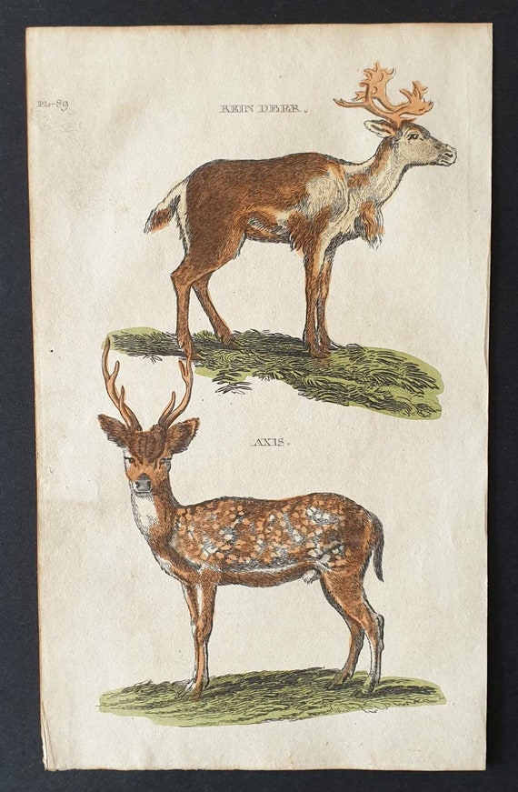 Original 1821 hand coloured animal print - Rein Deer/ Axis