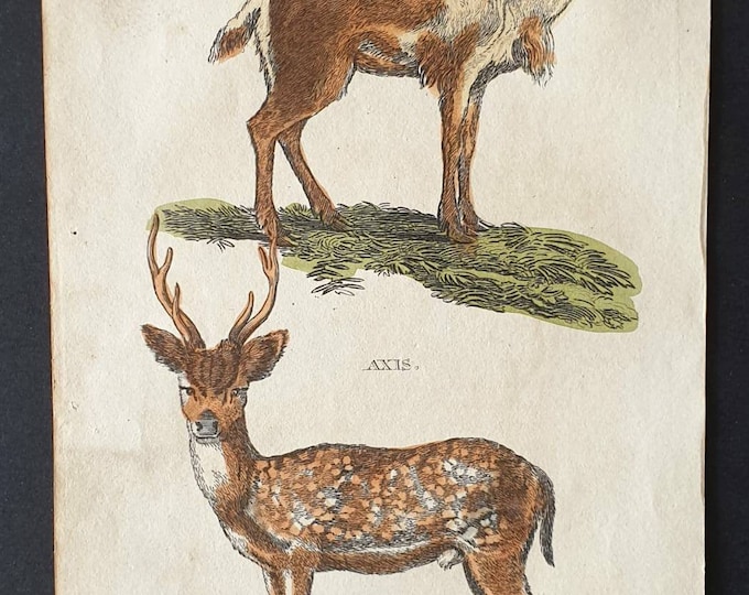 Original 1821 hand coloured animal print - Rein Deer/ Axis
