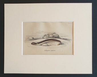 The Beardless Ophidium - Original c1860 hand coloured fish print in mount