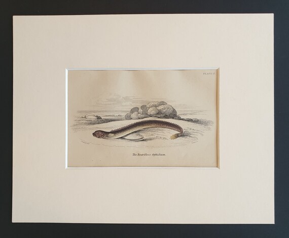 The Beardless Ophidium - Original c1860 hand coloured fish print in mount