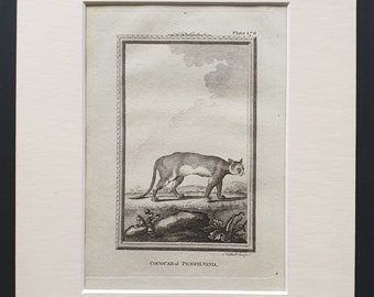 Couguar of Pensylvania - Original 1812 Buffon print in mount