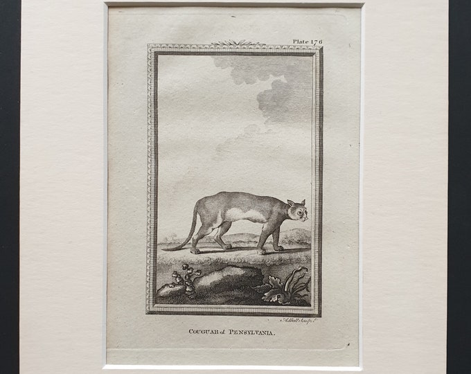 Couguar of Pensylvania - Original 1812 Buffon print in mount