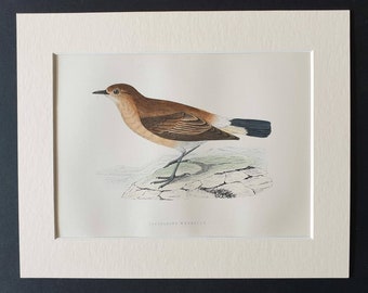 Isabelline Wheatear - Original 1891 hand coloured bird print in mount