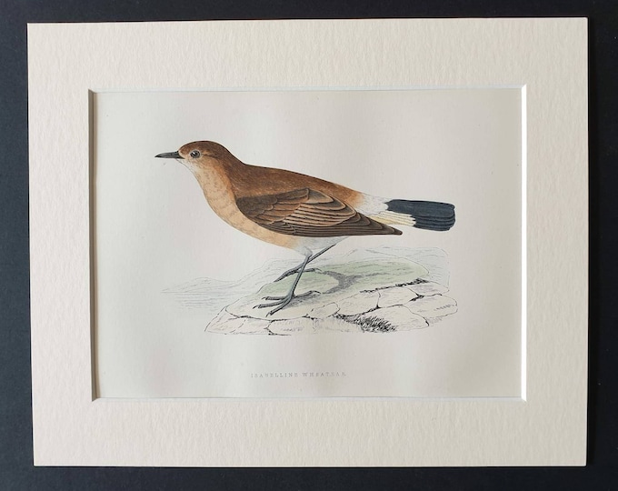 Original 1891 hand coloured bird print in mount - Isabelline Wheatear