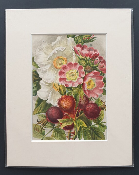 Rosa Moschata, Rosa Pomifera - Original 1903 rose print in mount