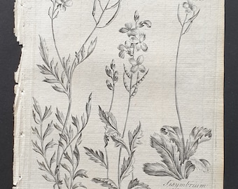 Rocket Cress, Large Flowered Rocket, and Wall Rocket - Original 1802 Culpeper engraving (140)
