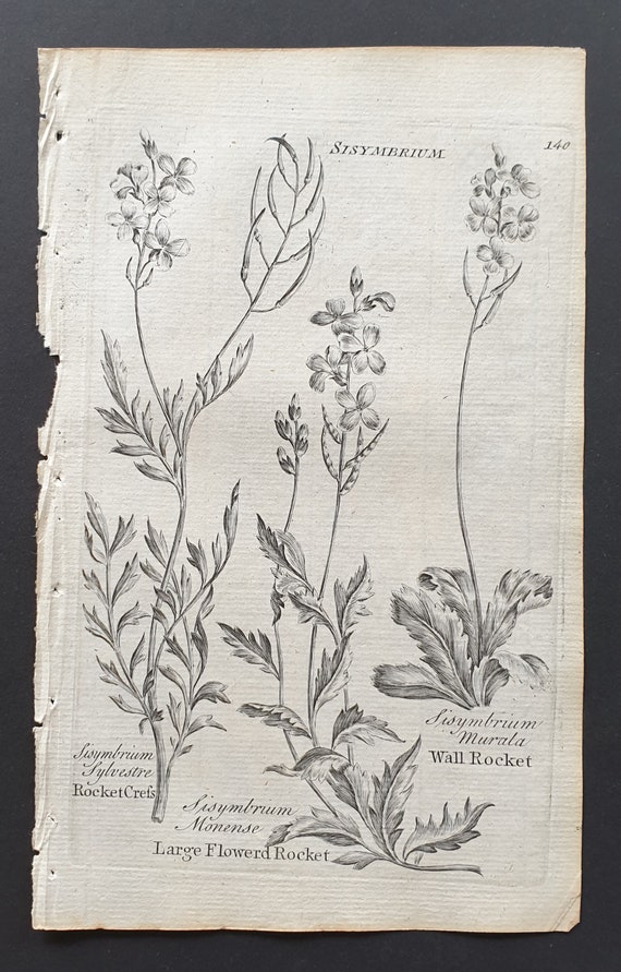 Rocket Cress, Large Flowered Rocket, and Wall Rocket - Original 1802 Culpeper engraving (140)