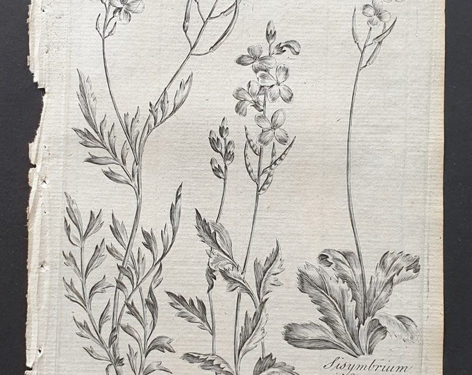 Rocket Cress, Large Flowered Rocket, and Wall Rocket - Original 1802 Culpeper engraving (140)