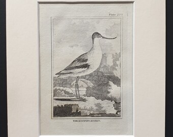 The Scooping Avocet -  Original 1812 Buffon print in mount (230)