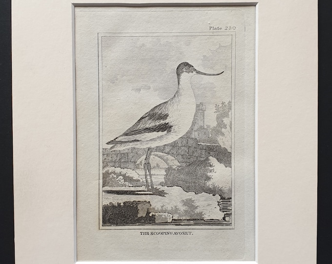 The Scooping Avocet -  Original 1812 Buffon print in mount (230)