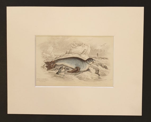 The Fur Seal - Original 1839 hand coloured print in mount