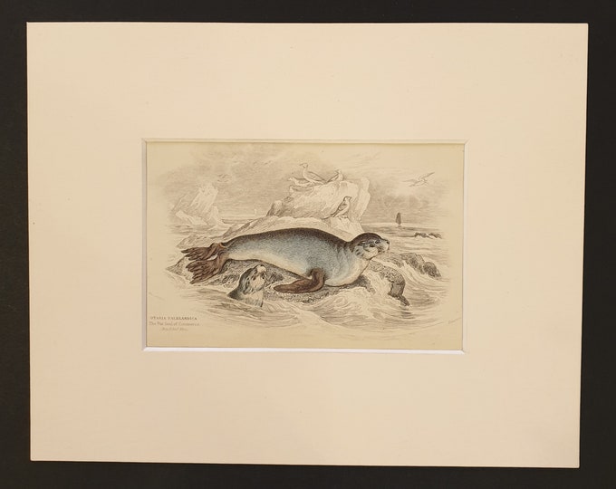 The Fur Seal - Original 1839 hand coloured print in mount