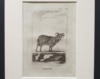 Iceland Ewe - Original 1812 Buffon print in mount