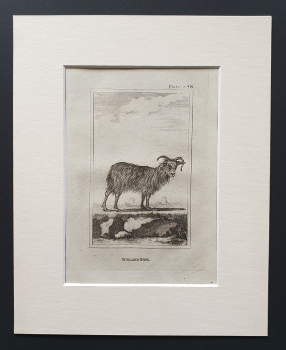 Iceland Ewe - Original 1812 Buffon print in mount