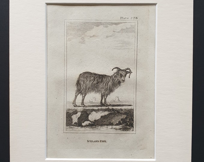 Iceland Ewe - Original 1812 Buffon print in mount