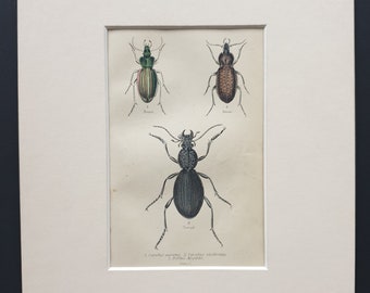 Carabus Auratus, Carabus Clathratus, Tefflus Megerlei - Original c1860 hand coloured beetle print in mount