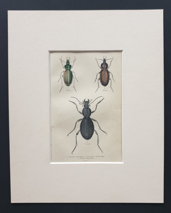 Carabus Auratus, Carabus Clathratus, Tefflus Megerlei - Original c1860 hand coloured beetle print in mount