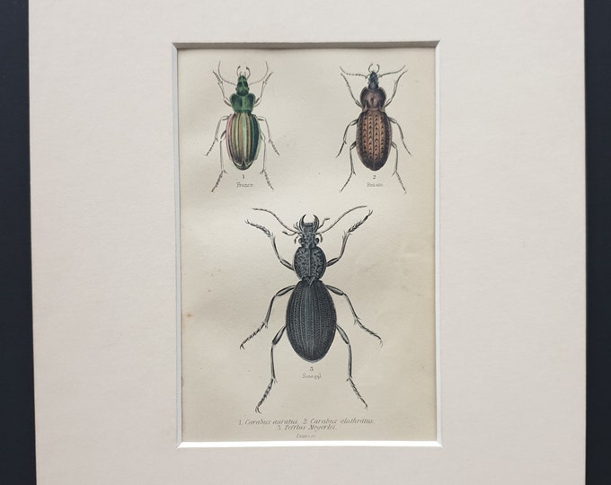 Carabus Auratus, Carabus Clathratus, Tefflus Megerlei - Original c1860 hand coloured beetle print in mount