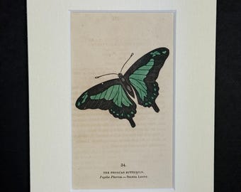 The Phorcas Butterfly - Original 1832 Hand Coloured Antique Print